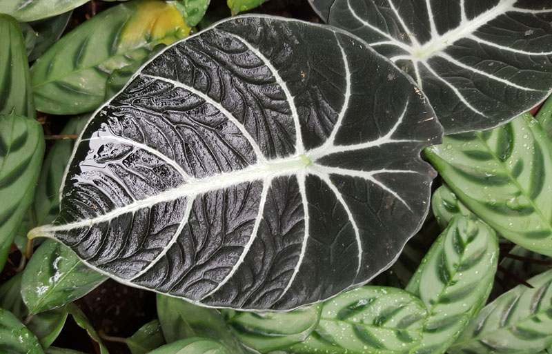 Underside of a prayer plant leaf
