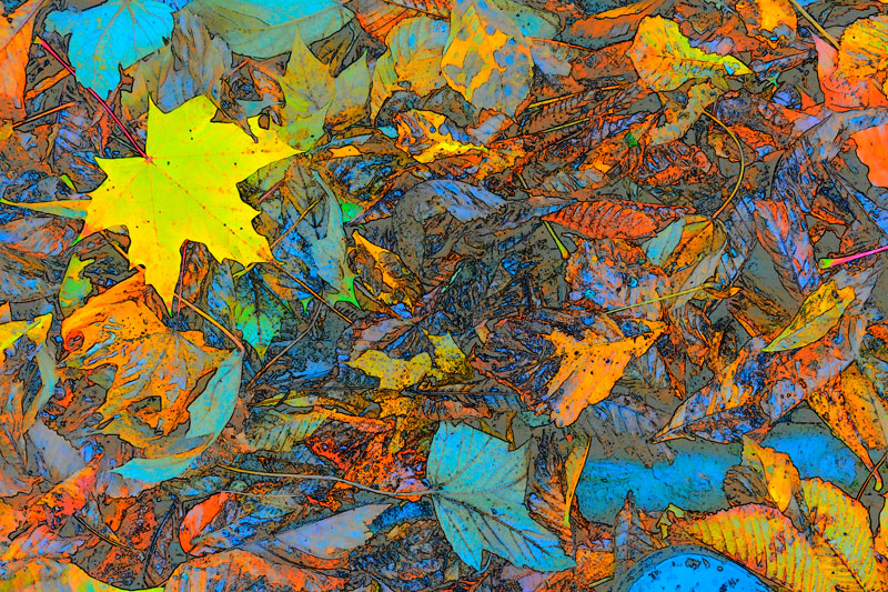 Leaves gather on the woodland floor